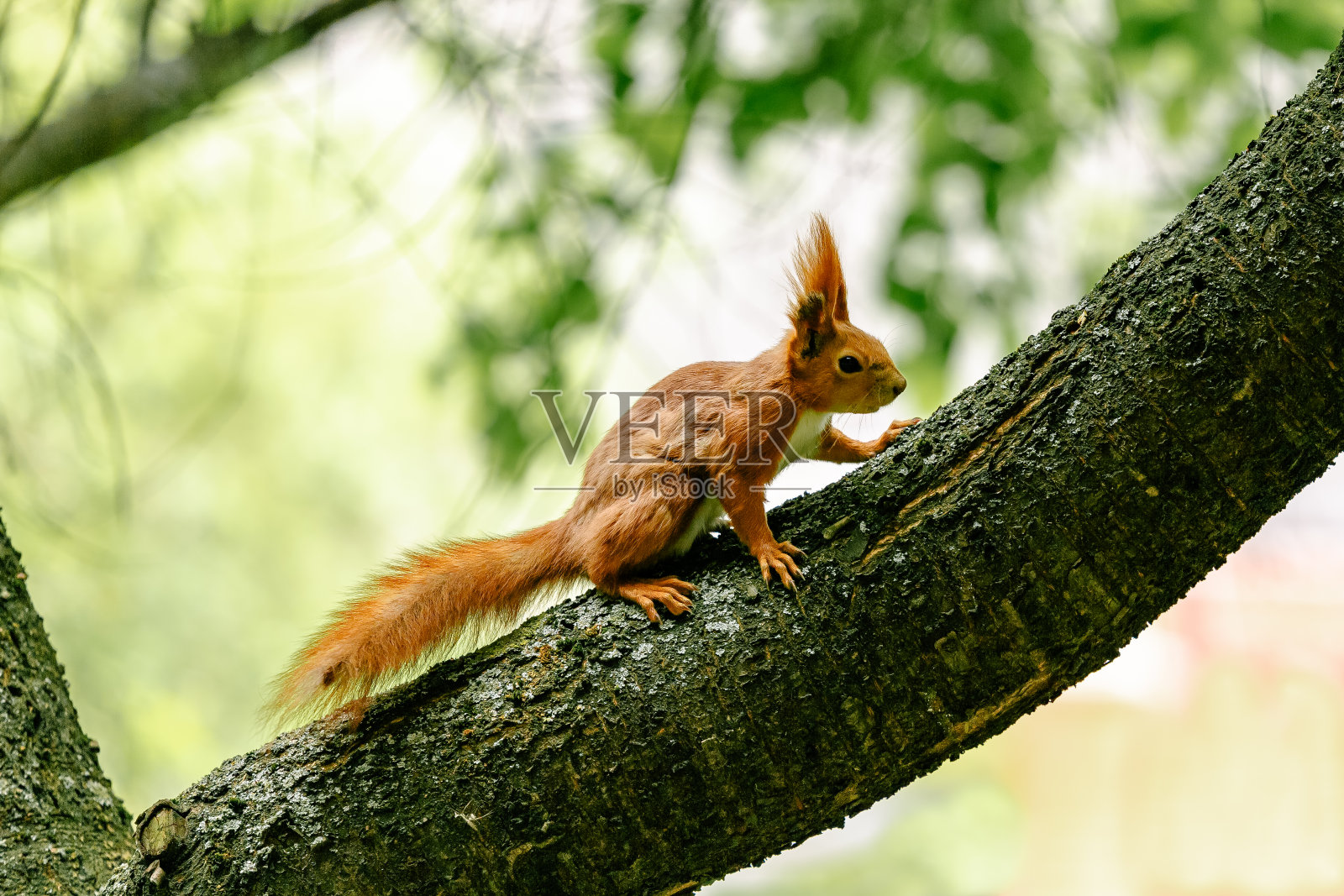 一只松鼠坐在树枝上。普通松鼠，学名Sciurus vulgaris照片摄影图片