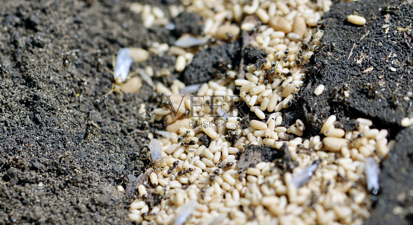 蚂蚁之家照片摄影图片