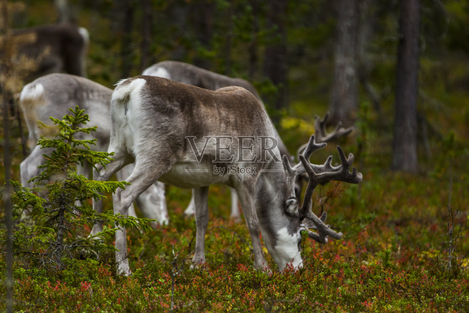芬兰北部拉普兰秋天的驯鹿。欧洲照片摄影图片