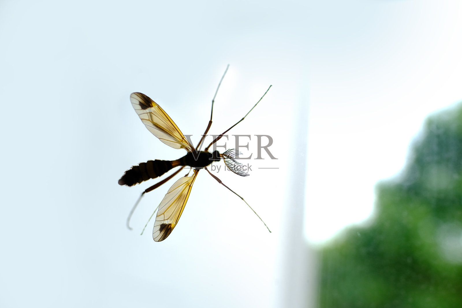 不吸血的昆虫，蜈蚣，大蚊子蜈蚣在房间里的窗户玻璃上，模糊的树木外面，吃花蜜照片摄影图片