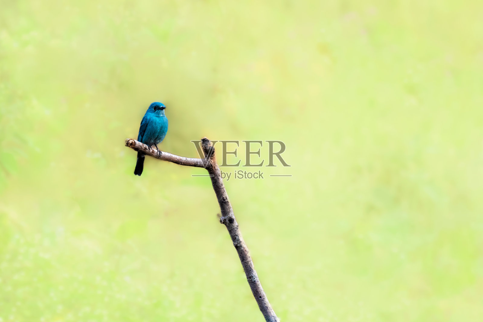 森林里的捕蝇蝇雄照片摄影图片