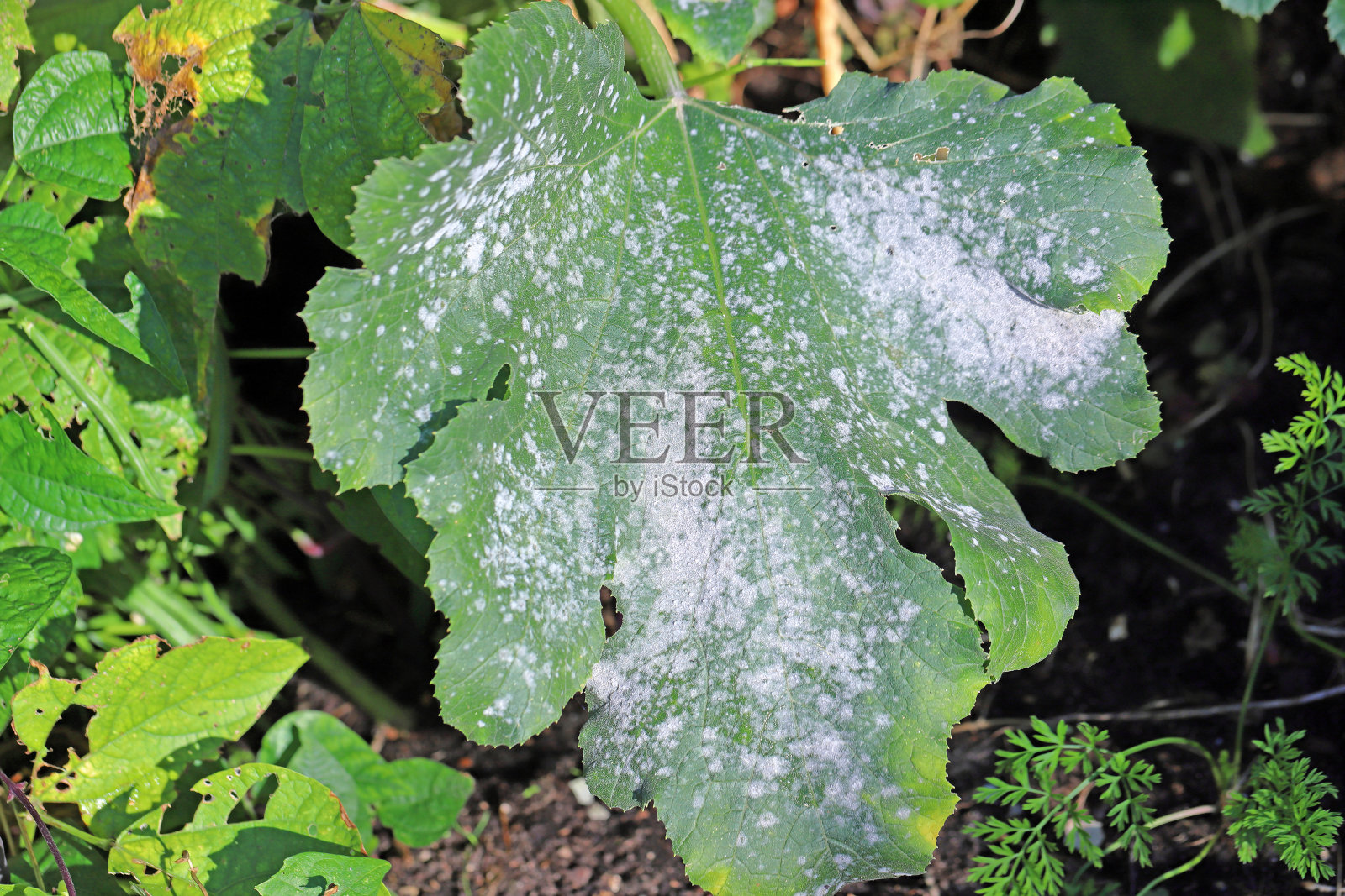 西葫芦白粉病是西葫芦的一种真菌性病害，其罪魁祸首是真菌病原菌赤霉(Erysiphe cichoracearum)和黄球霉(Sphaerotheca fuliginea)照片摄影图片