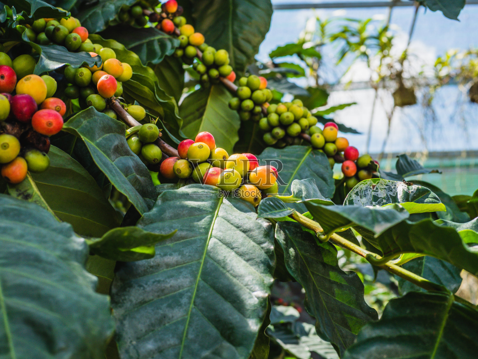 咖啡种植园里有咖啡豆的咖啡树。咖啡豆，树上的咖啡樱桃豆。准备收获的咖啡樱桃照片摄影图片