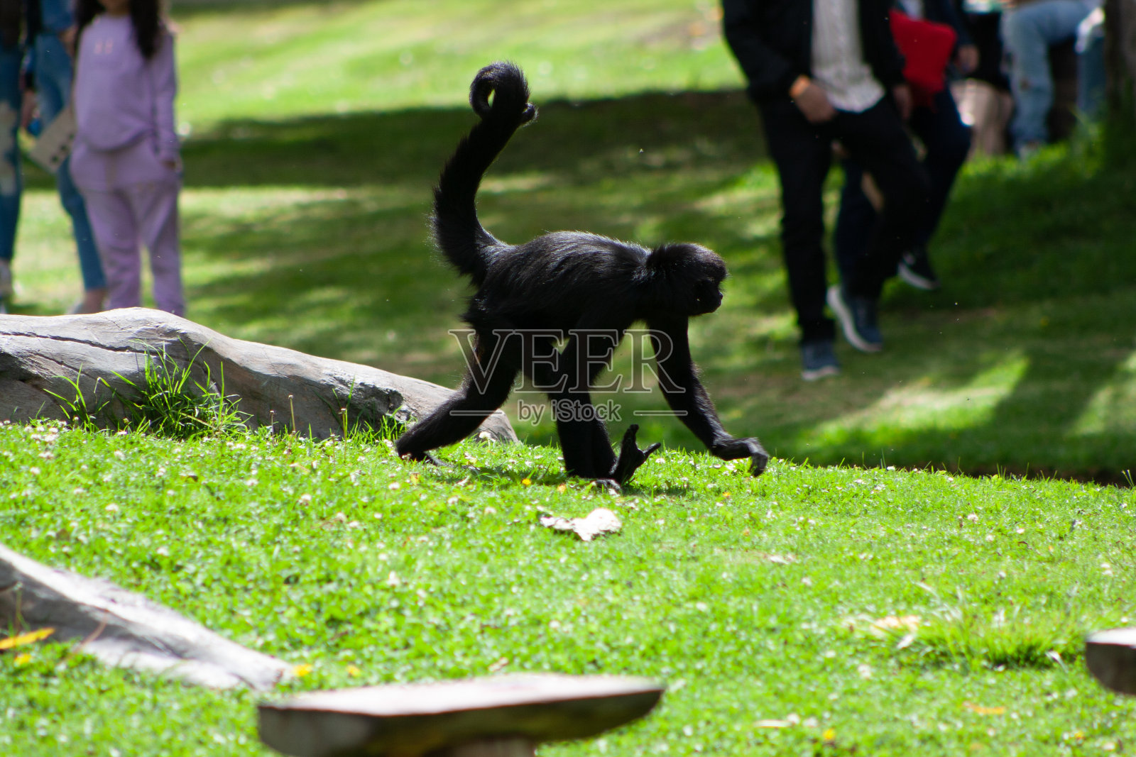 蜘蛛猴坐在草地上照片摄影图片