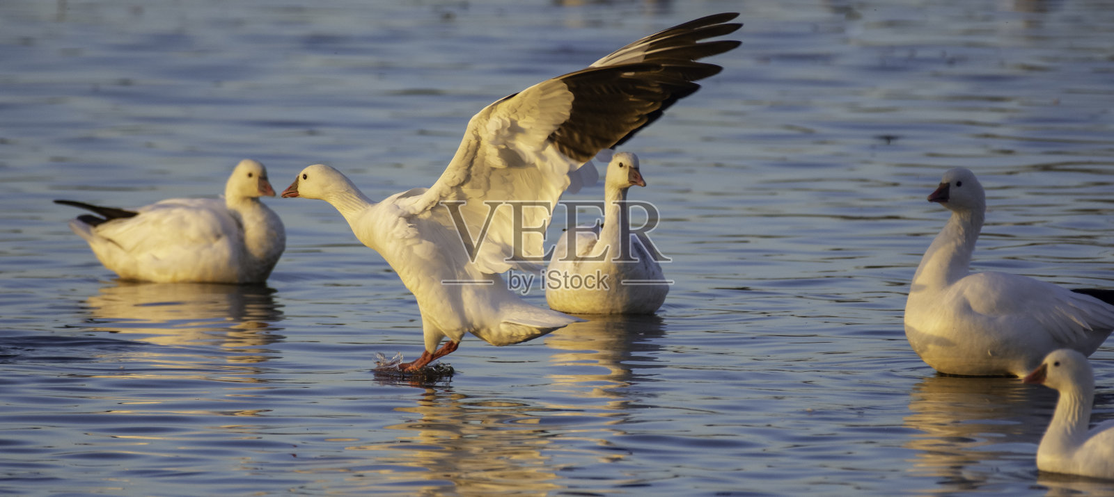 明日雁落照片摄影图片