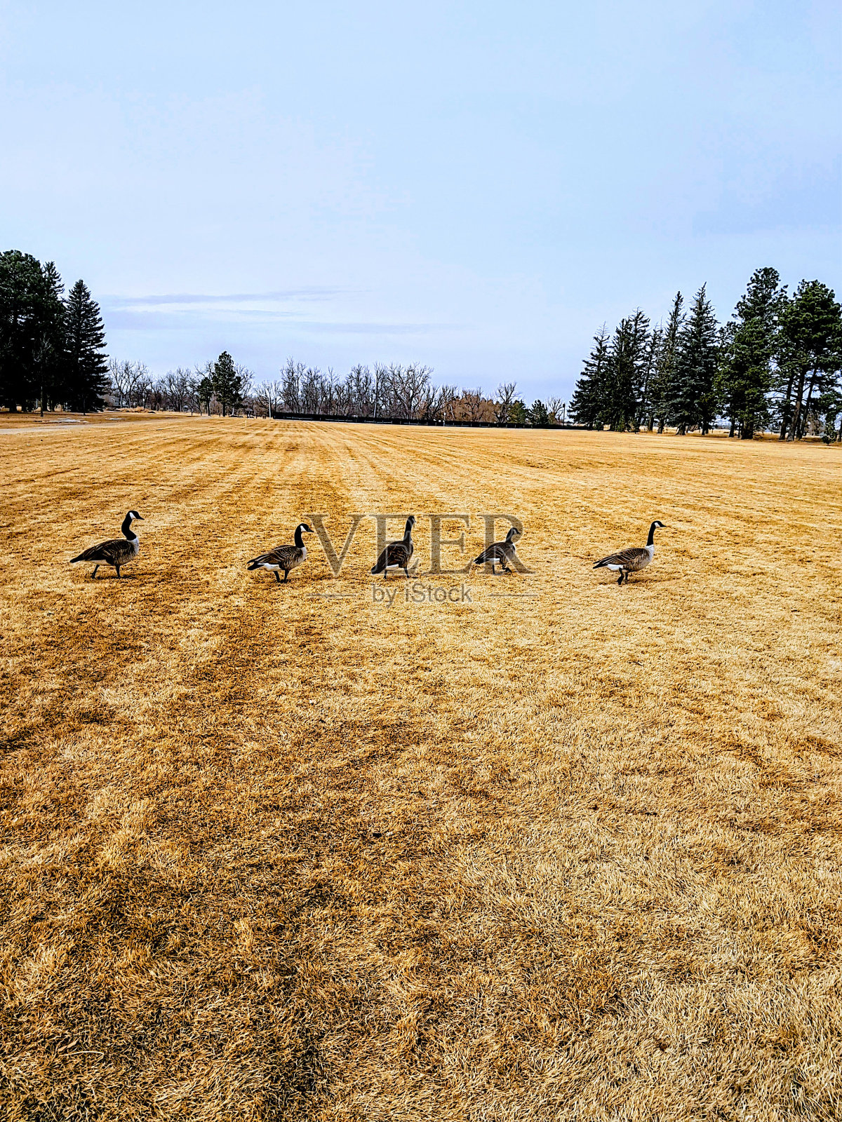 怀俄明州的鹅照片摄影图片