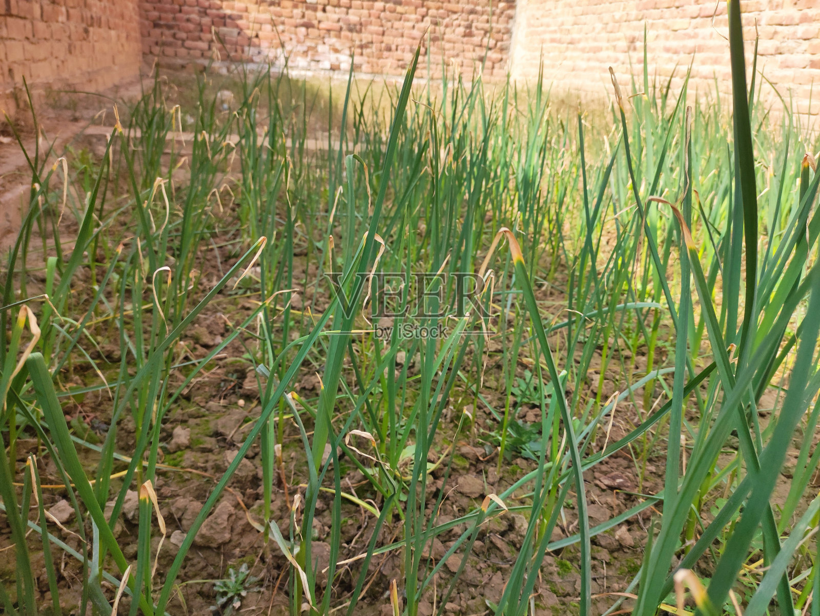 国产照片摄影图片