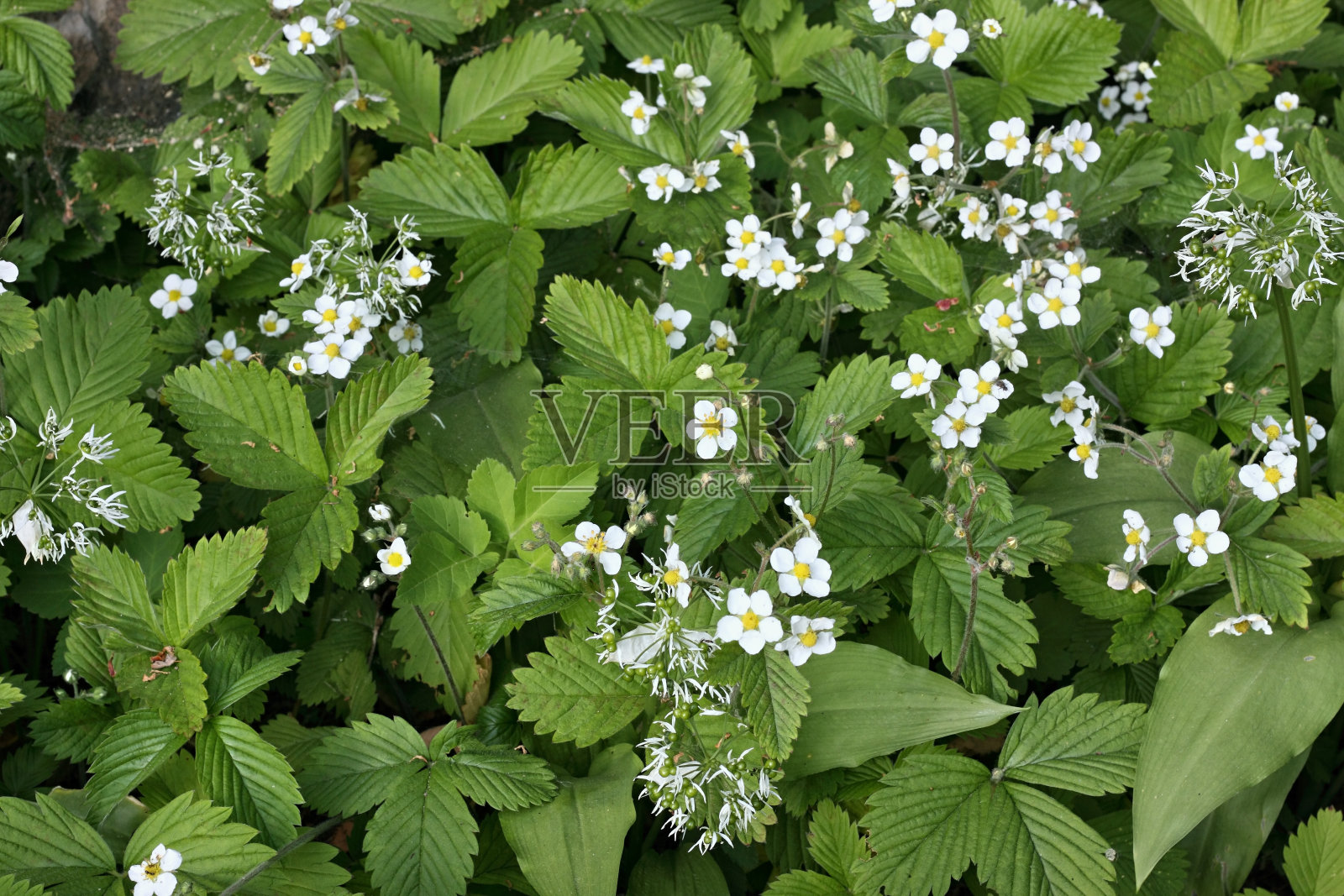 开花的野生草莓和野生大蒜一起生长在gottage花园。照片摄影图片