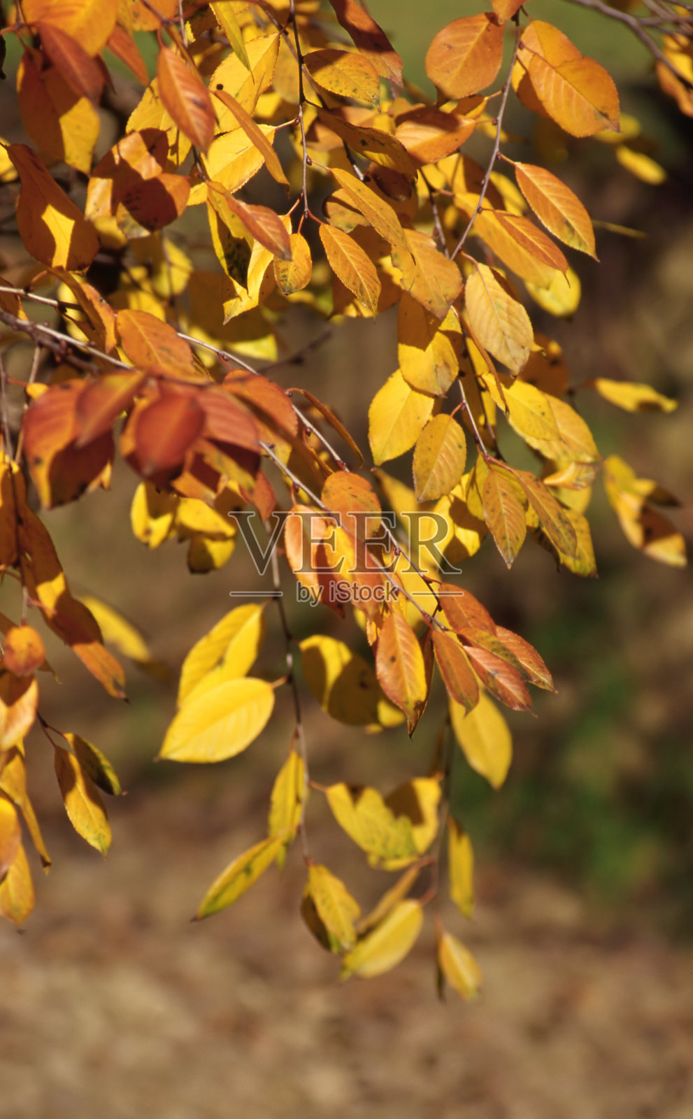 details of leaves in autumn照片摄影图片