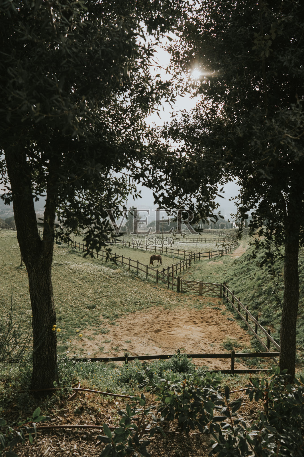 围栏草地上的马照片摄影图片