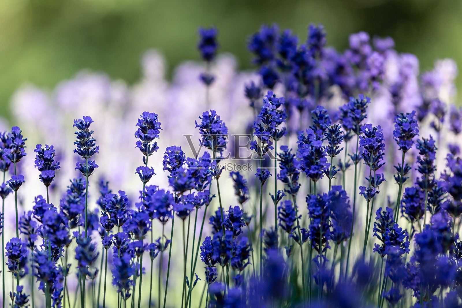 夏季阳光下的薰衣草花特写，景深浅照片摄影图片