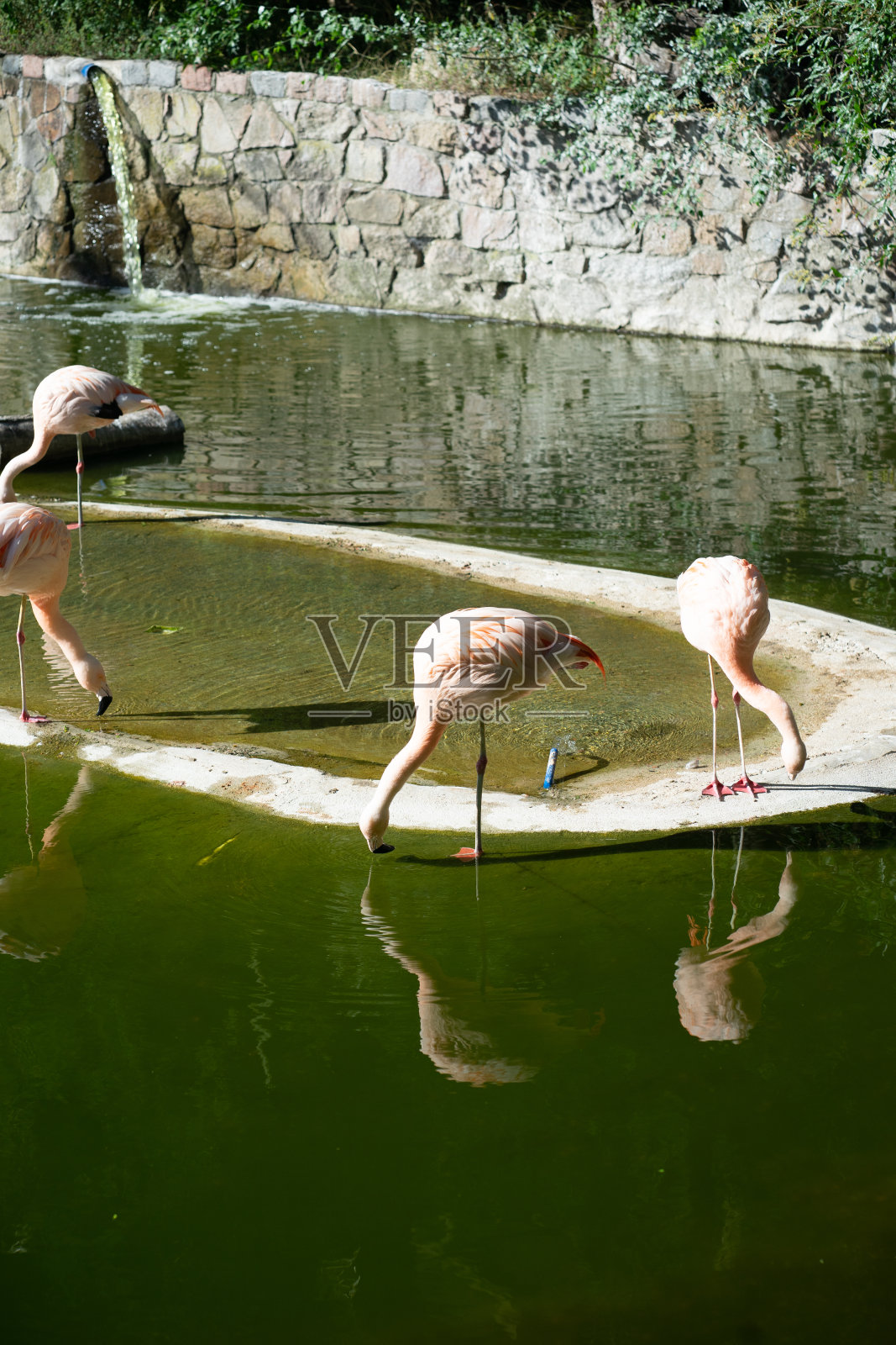 四只粉红色的火烈鸟在动物园喝水。照片摄影图片