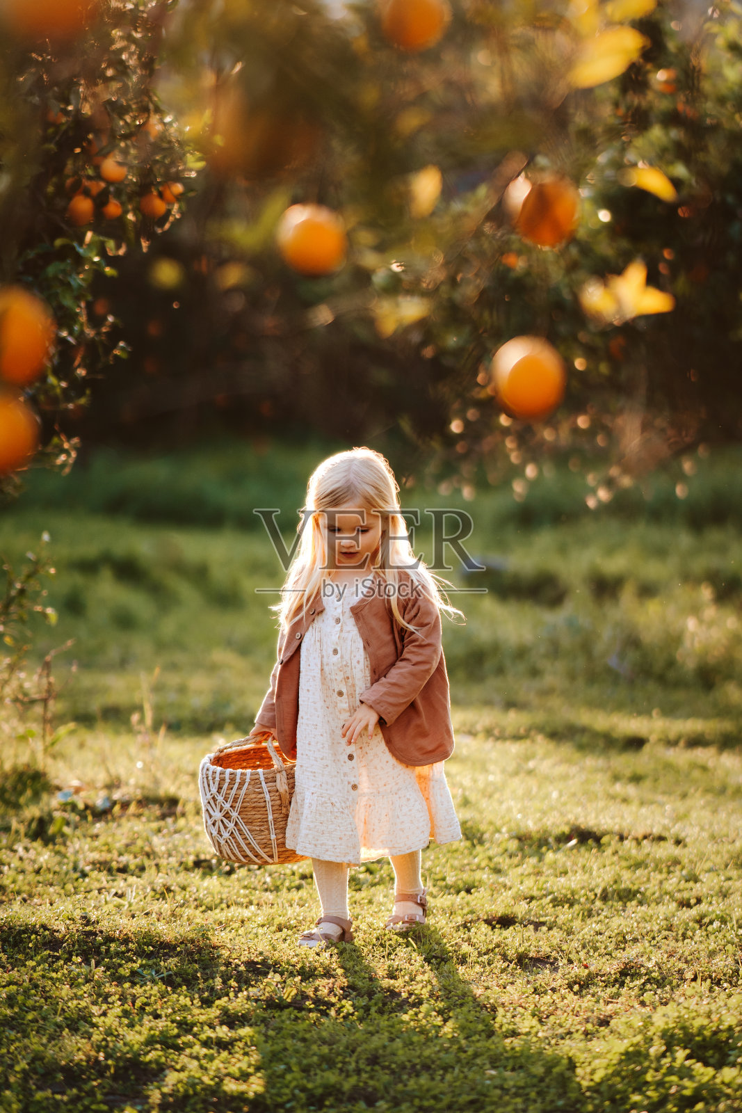 小女孩提着篮子走在桔子园准备收获，3岁的孩子享受着农村生活有机农场，秋天收获的季节照片摄影图片