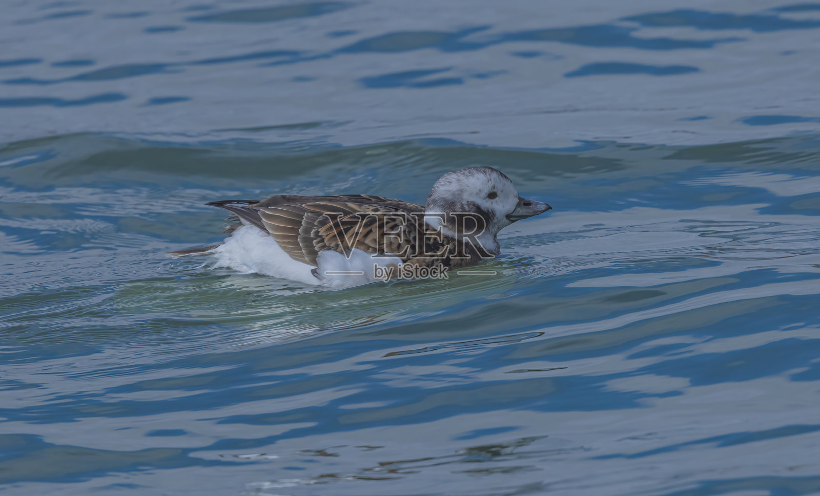 安大略湖上的长尾鸭照片摄影图片