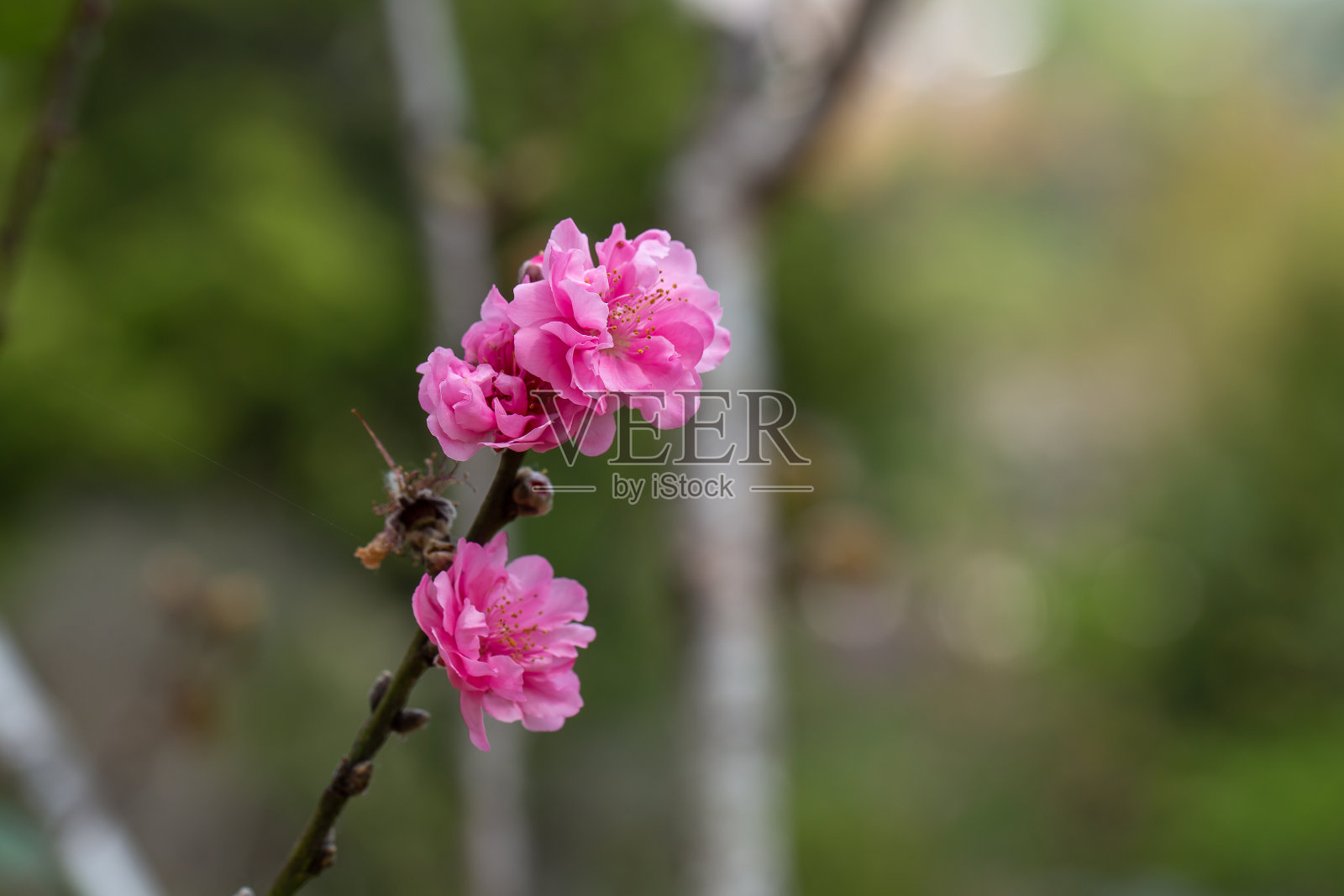 春暖花开的桃李近景。有选择性的重点照片摄影图片