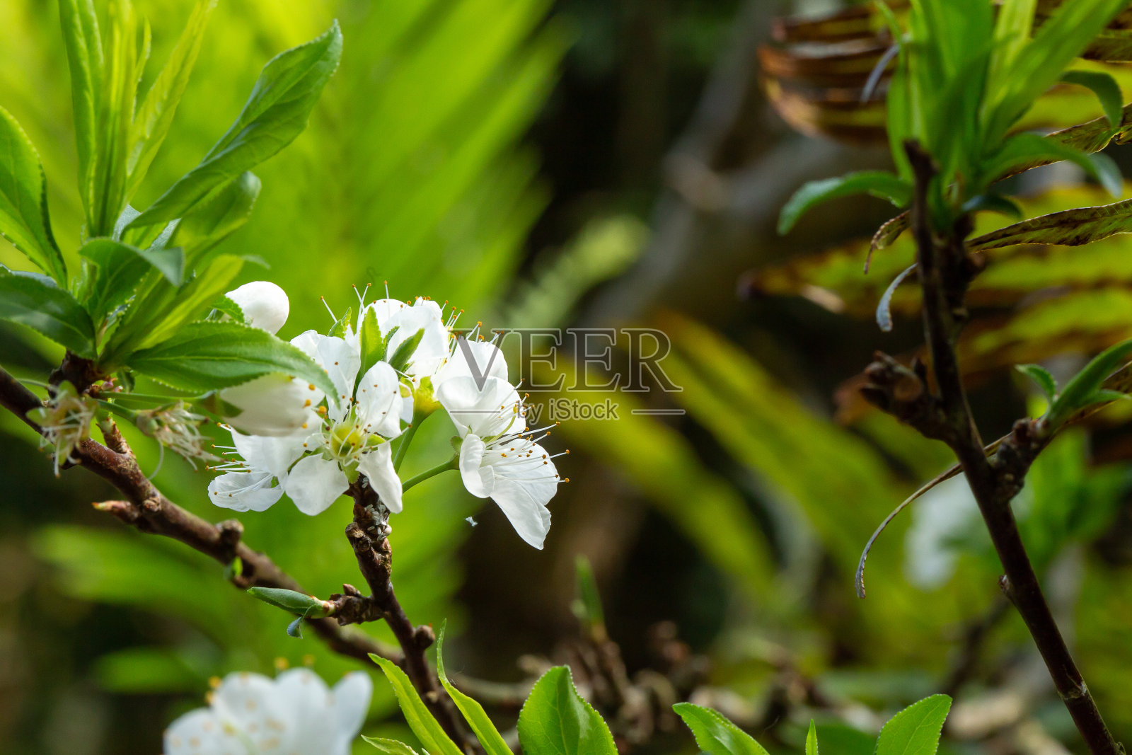 春暖花开的梅花特写。有选择性的重点照片摄影图片