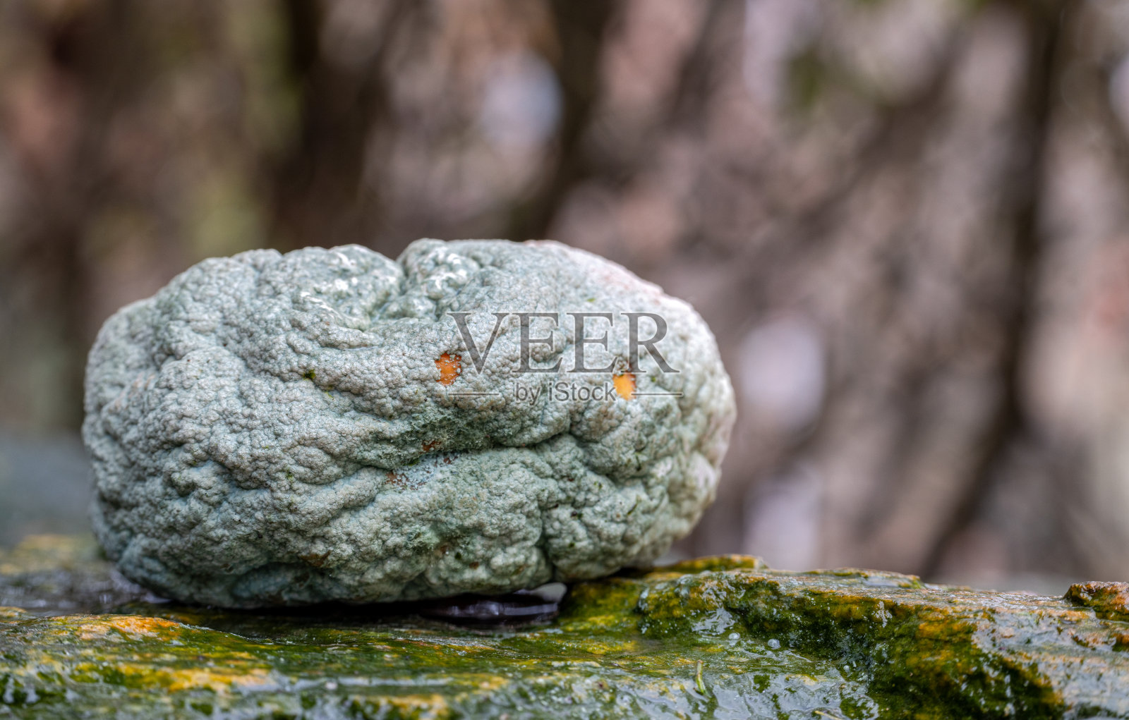 发霉起皱照片摄影图片