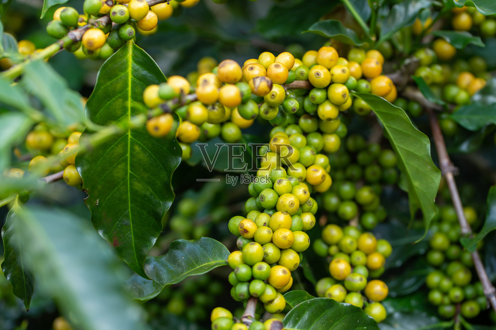 阿拉比卡咖啡豆颜色黄色，在树上成熟照片摄影图片