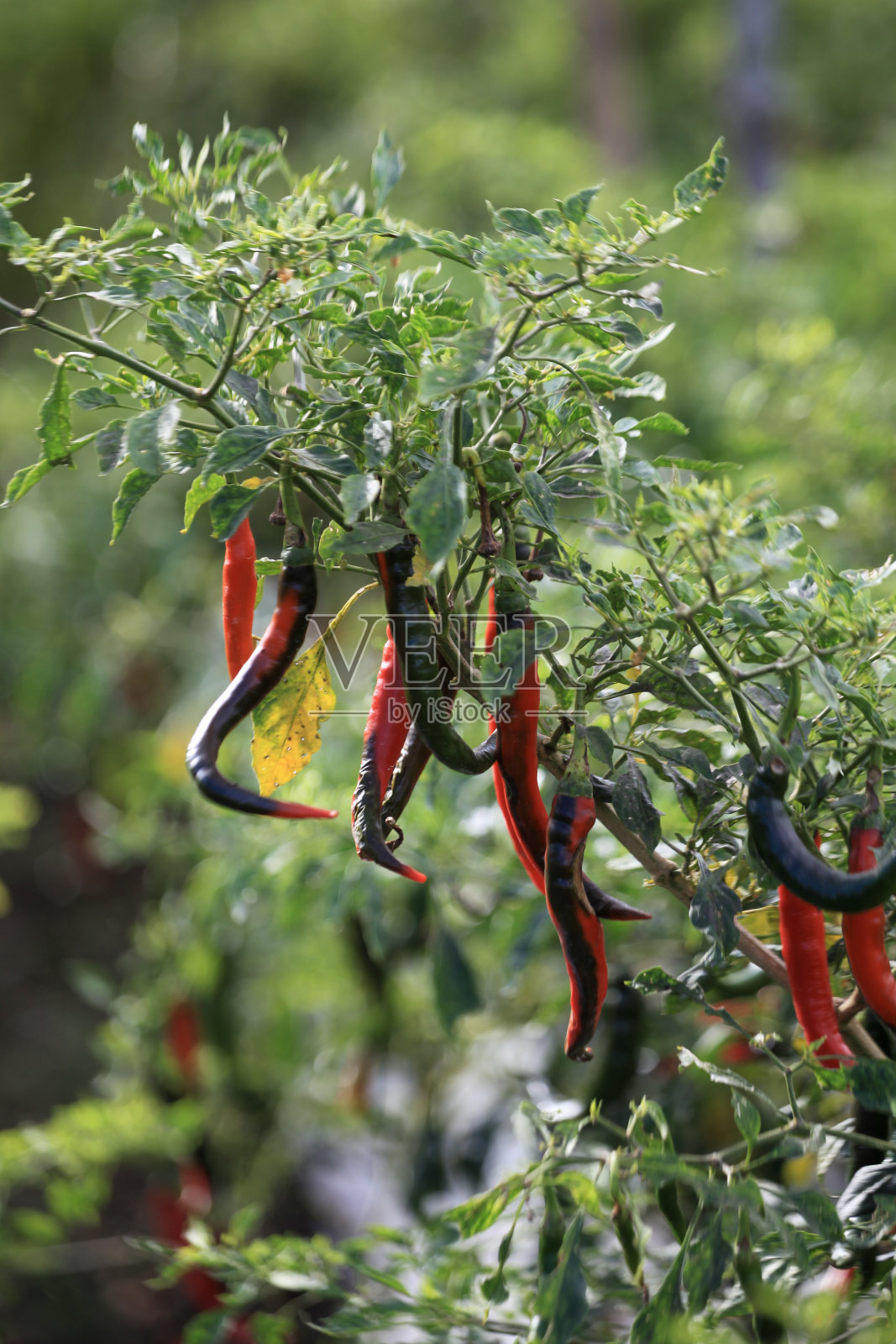 红色和绿色的辣椒植物在花园里，库存照片照片摄影图片