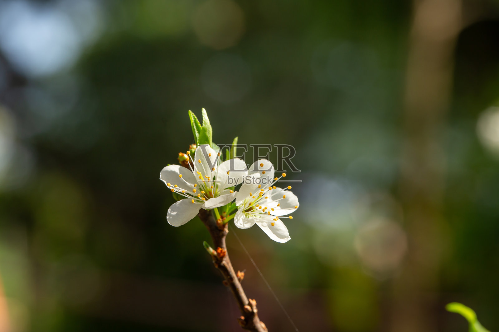 春暖花开的梅花特写。有选择性的重点照片摄影图片