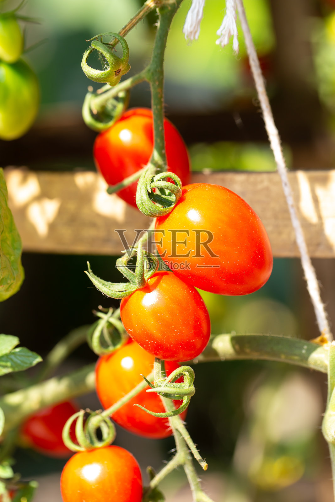 新鲜的有机圣女果在花园里的树上照片摄影图片