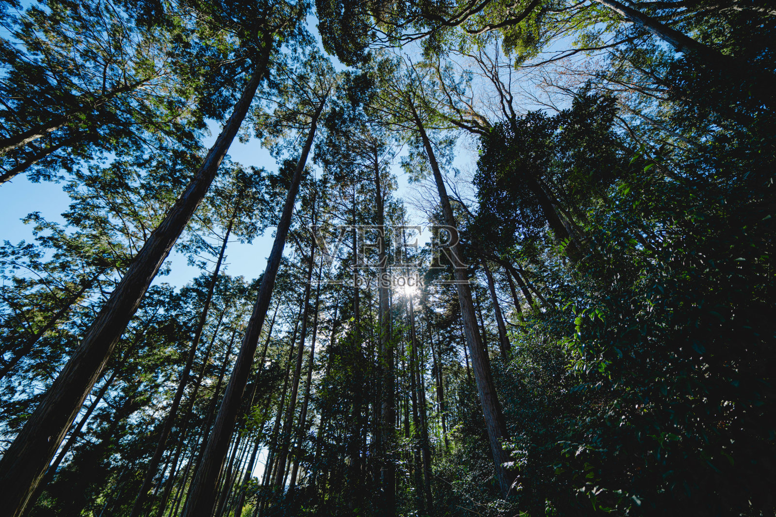 埼玉县美丽的森林和天空照片摄影图片