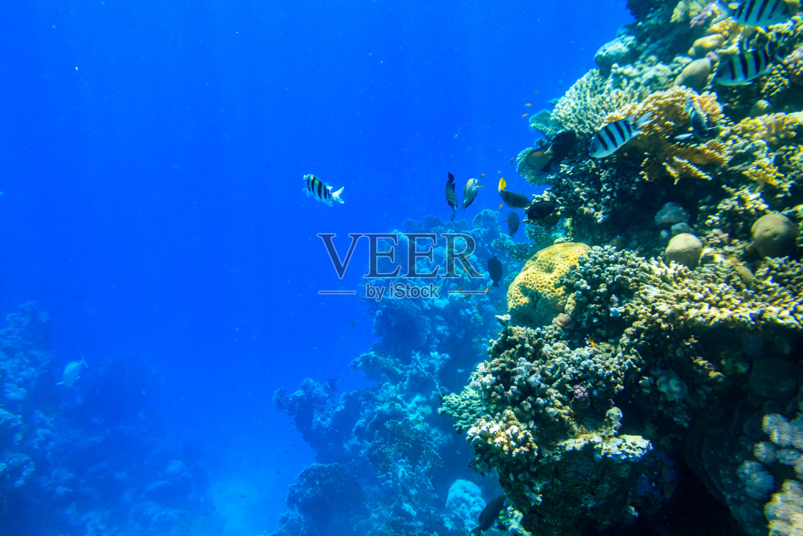 在埃及西奈半岛拉斯穆罕默德国家公园的红海珊瑚礁上，不同的热带鱼照片摄影图片