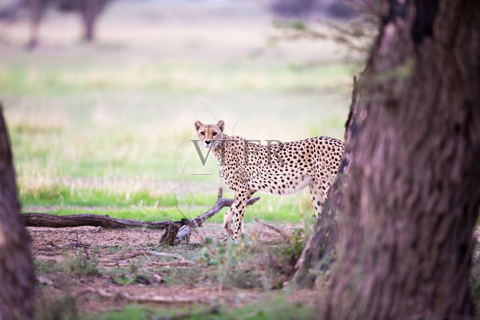 猎豹在树后面照片摄影图片