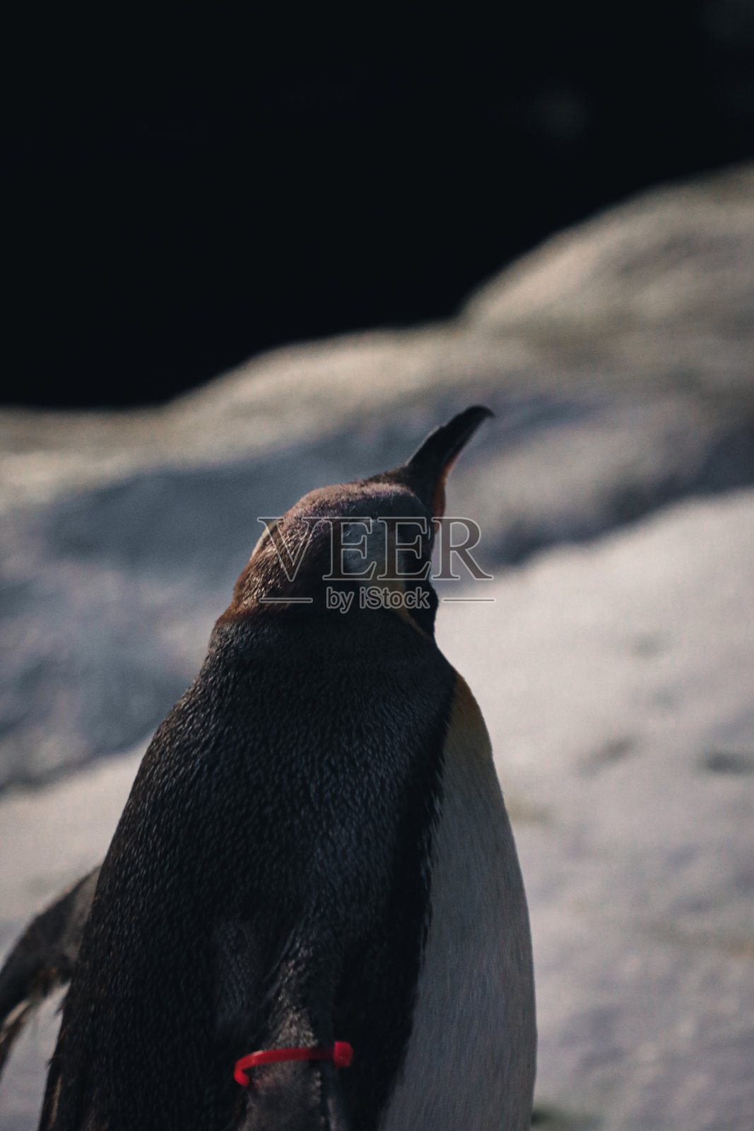 受保护的企鹅和不同物种照片摄影图片