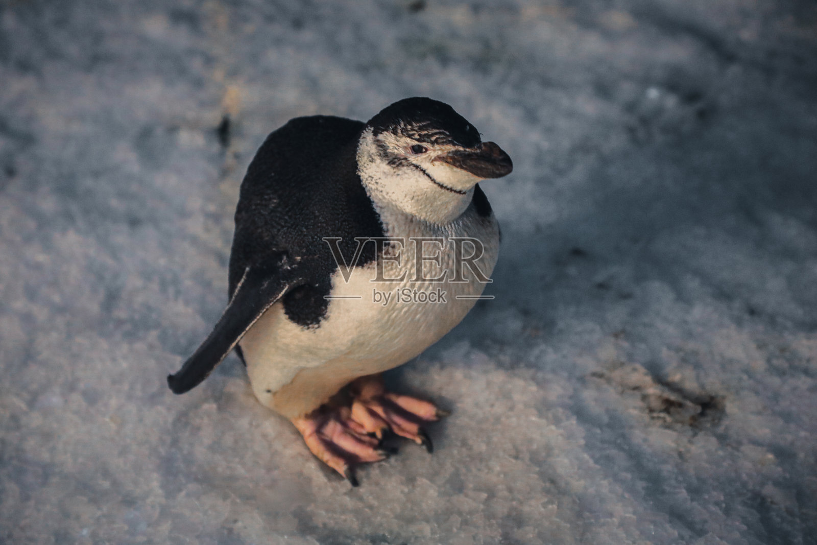 被保护的企鹅和不同的物种。照片摄影图片