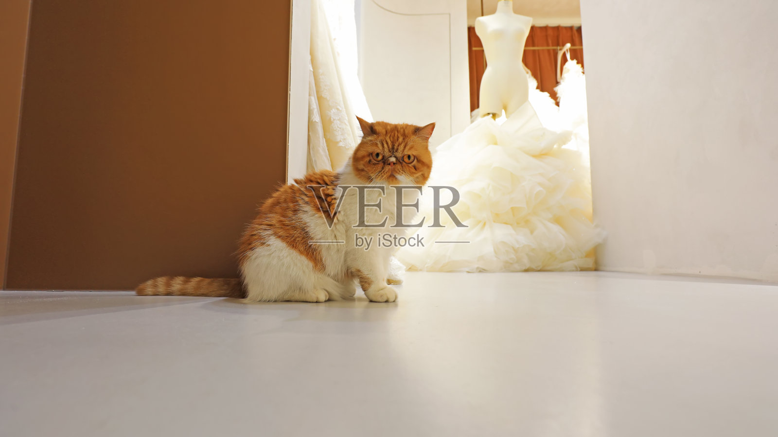 可爱的加菲猫在室内照片摄影图片