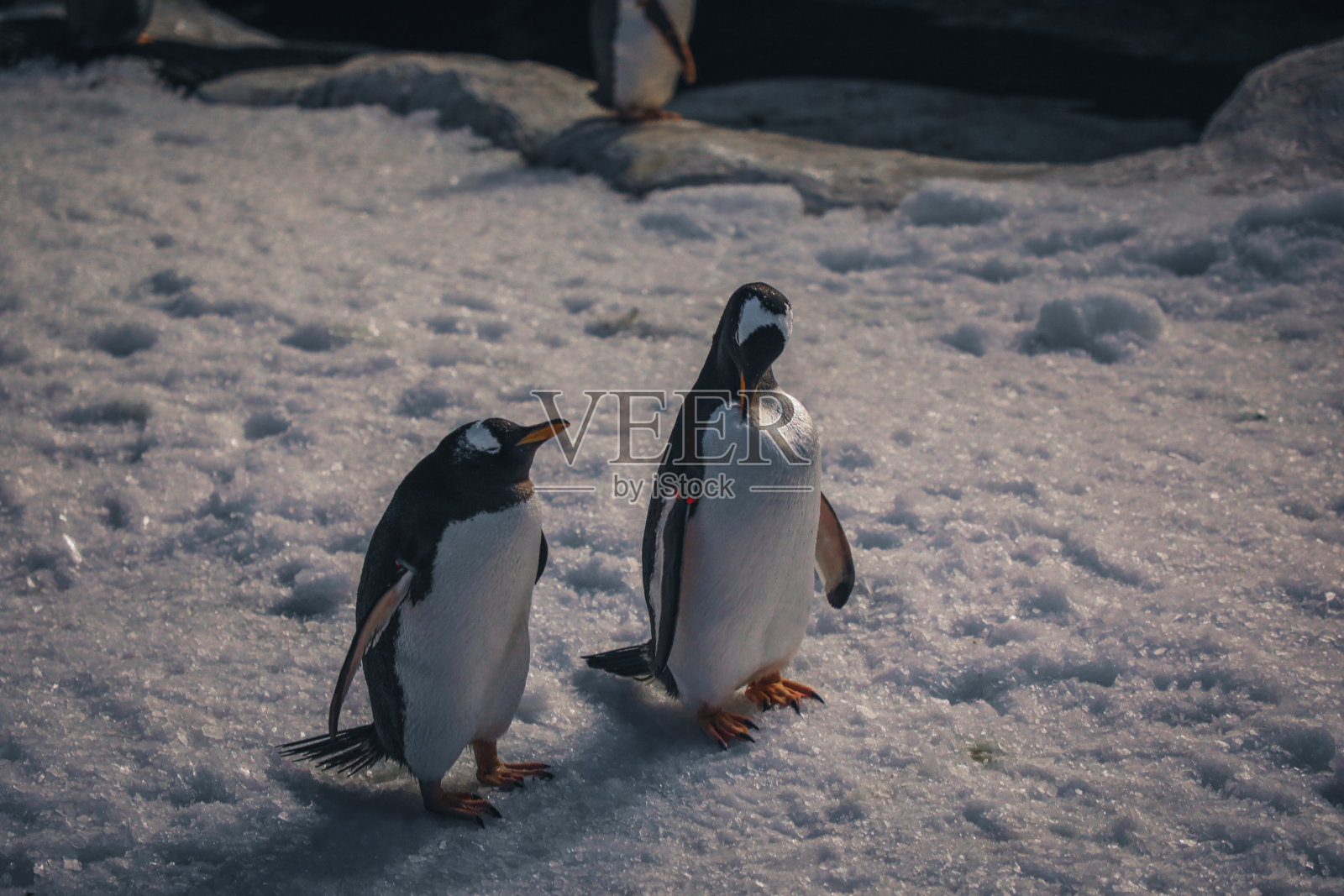 受保护的企鹅和不同物种照片摄影图片
