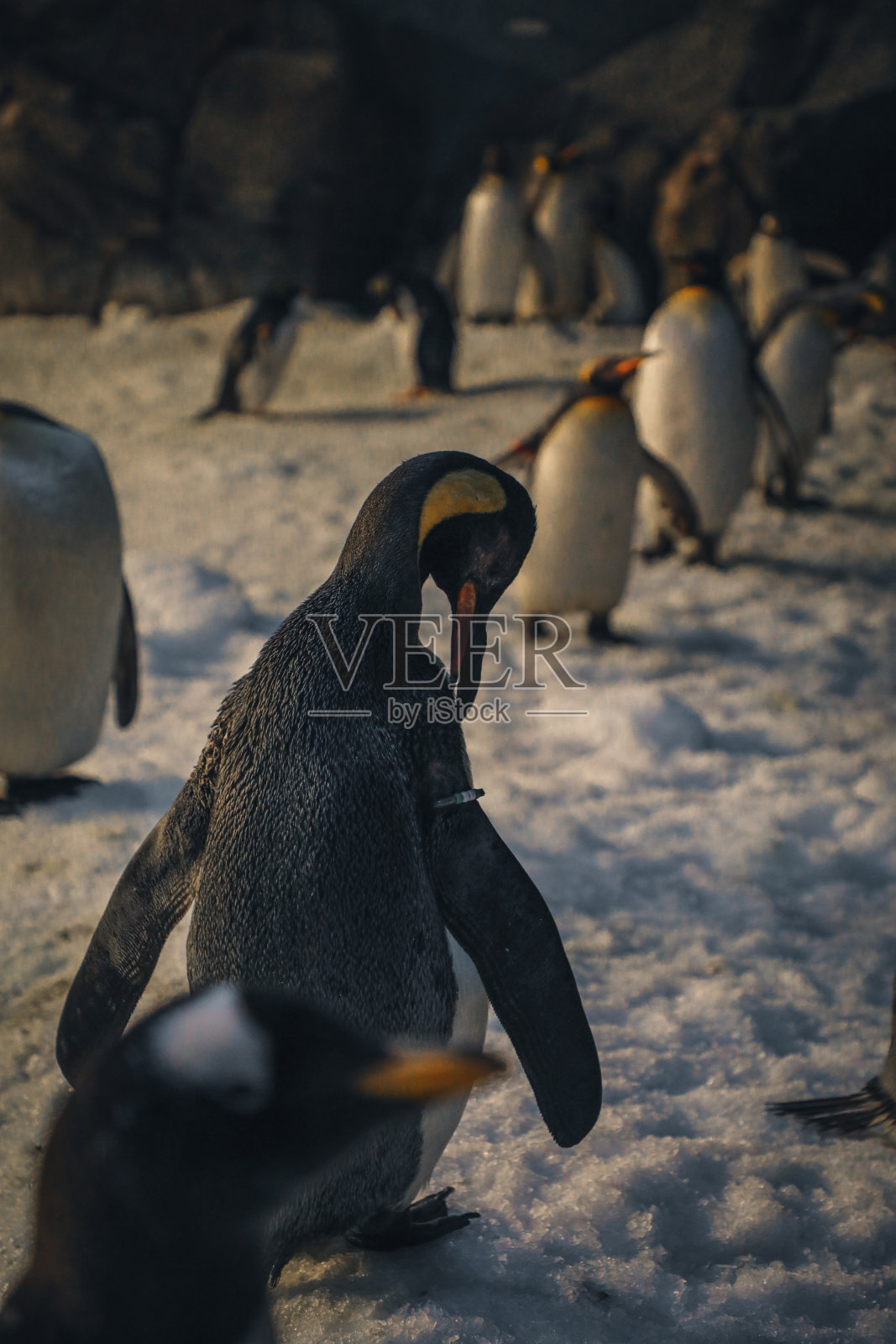 保护中的帝企鹅。照片摄影图片