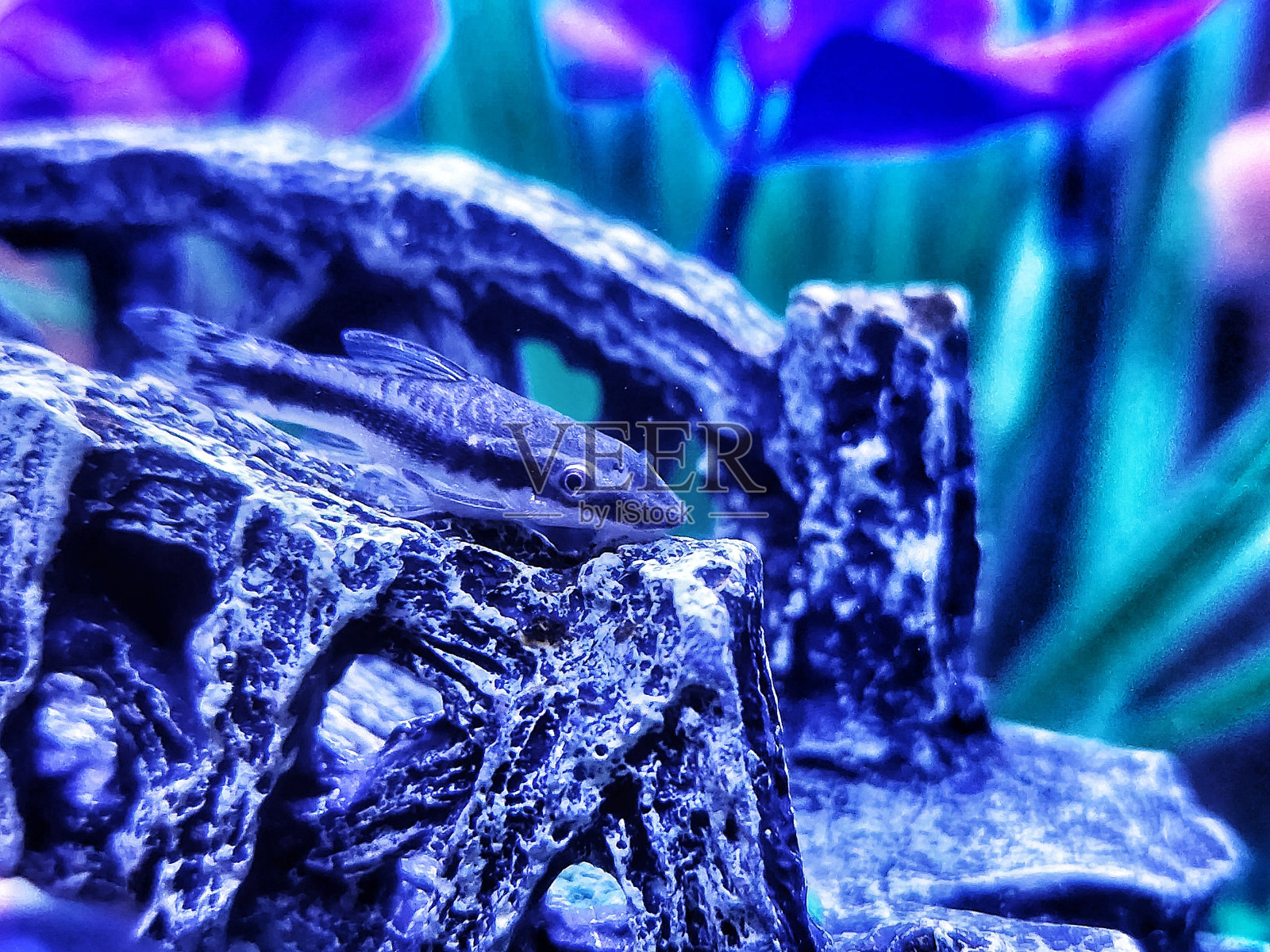 水下伪装照片摄影图片