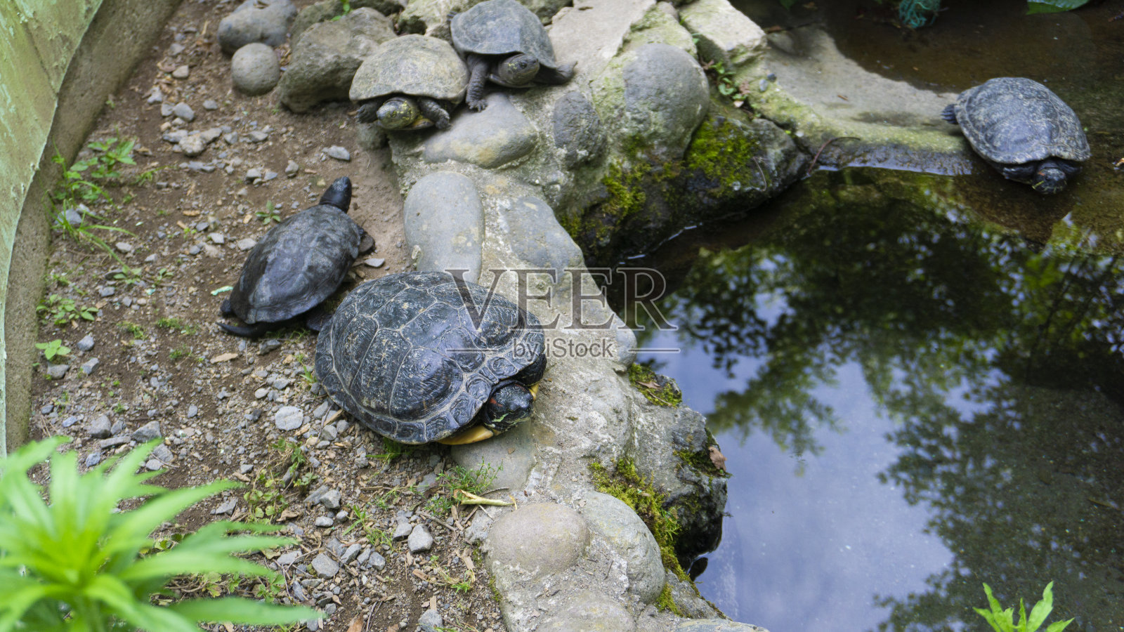 水族池塘里的海龟照片摄影图片