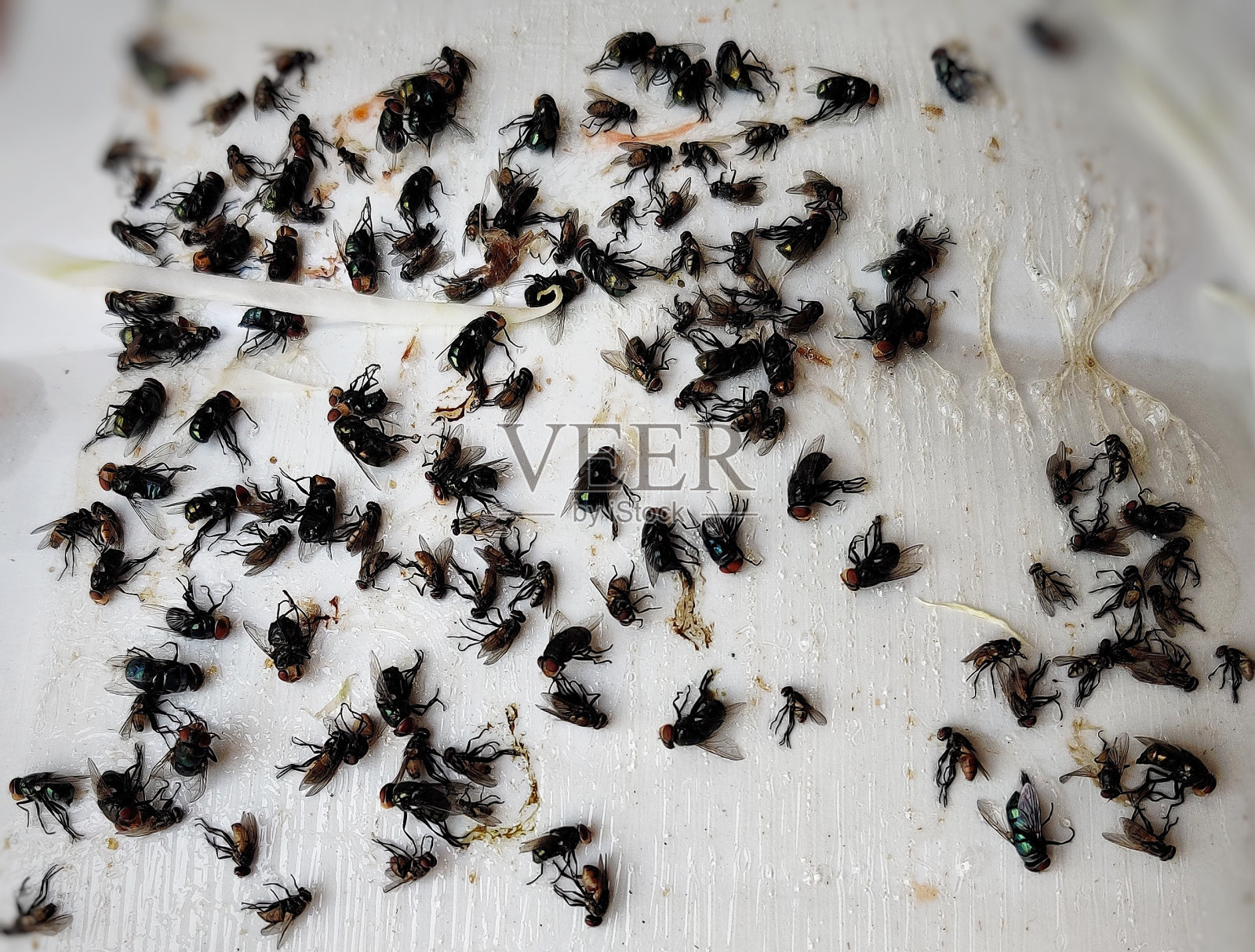 苍蝇是引起疾病的动物。照片摄影图片