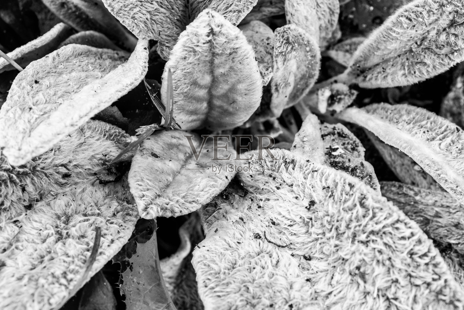 叶丛，俯视图。色调背景从叶子植物。草本墙用于出版物，设计，海报，日历，帖子，屏幕保护程序，壁纸，封面，网站。高质量照片照片摄影图片