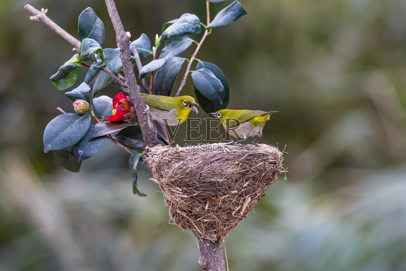 一只白眼鸟停在树枝上照片摄影图片