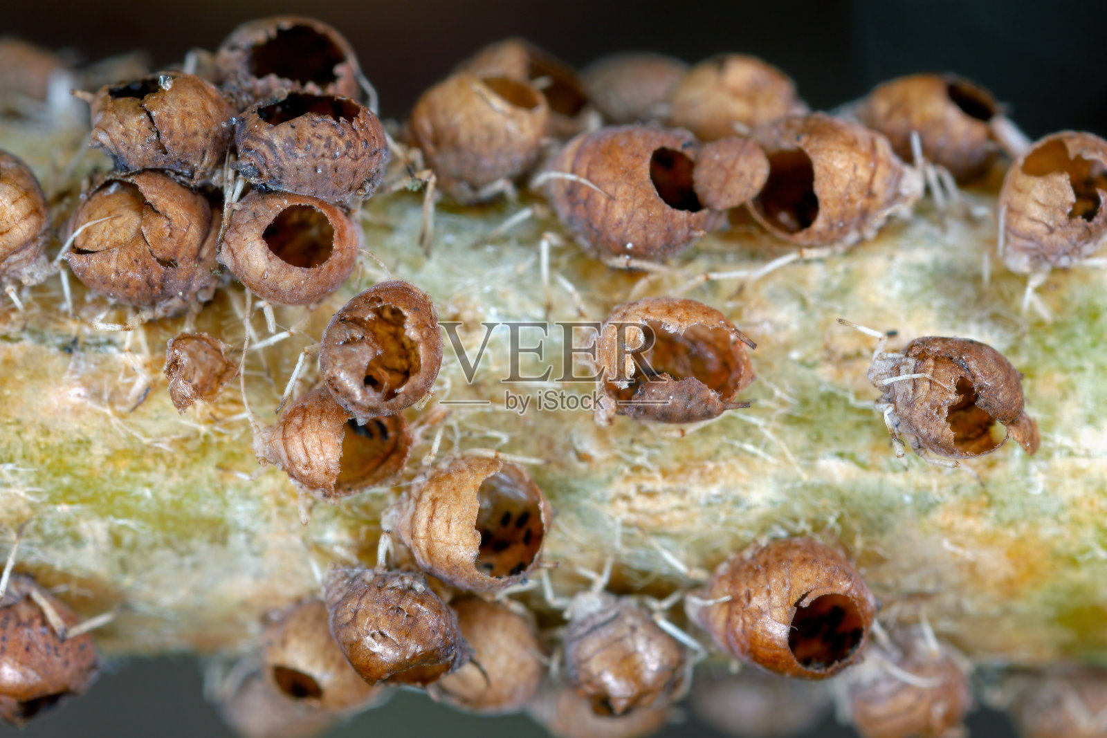 蚜虫群被寄生蜂，寄生蜂杀死。照片摄影图片