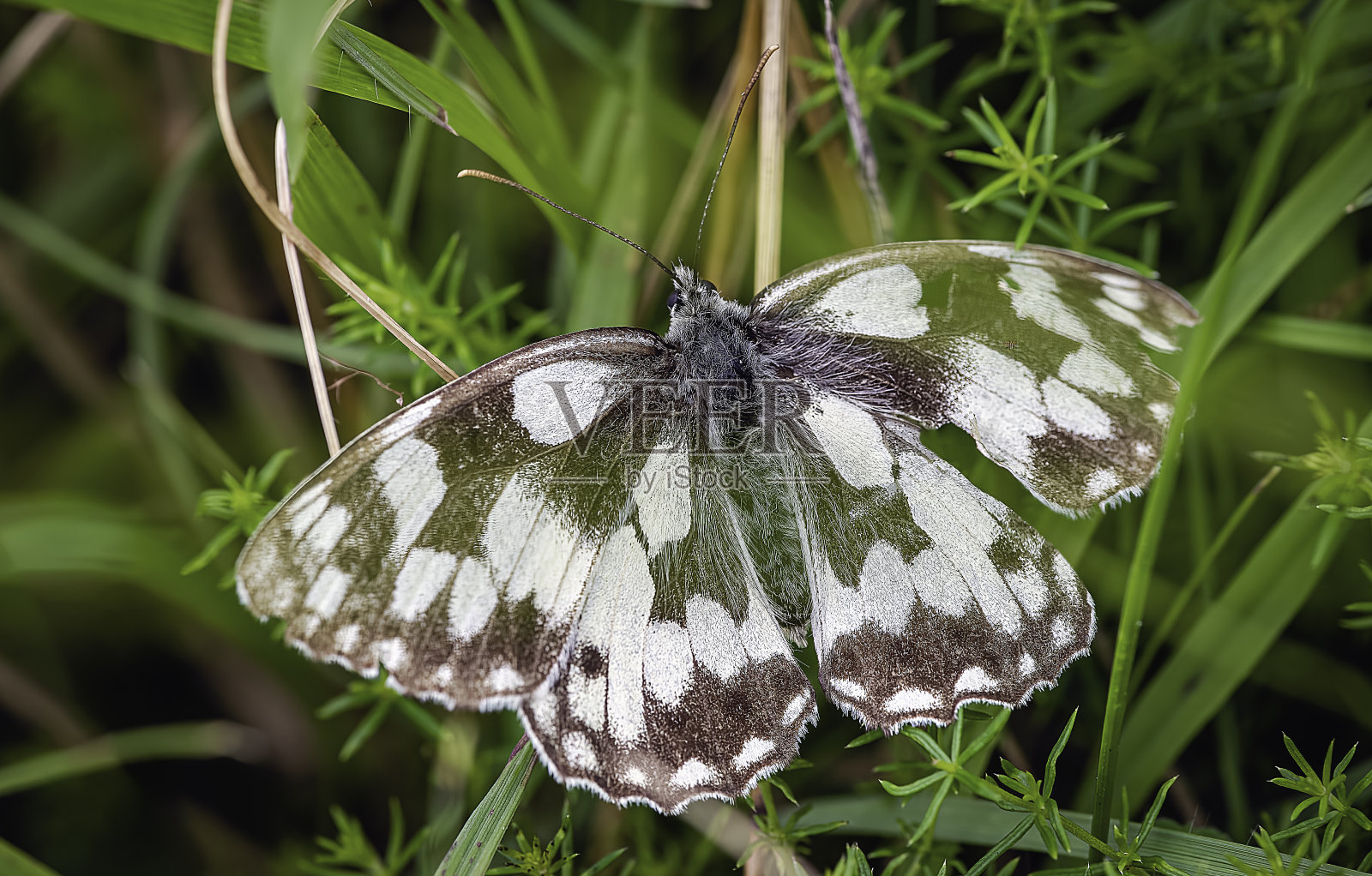 有大理石花纹的白蝴蝶栖息在树叶上照片摄影图片