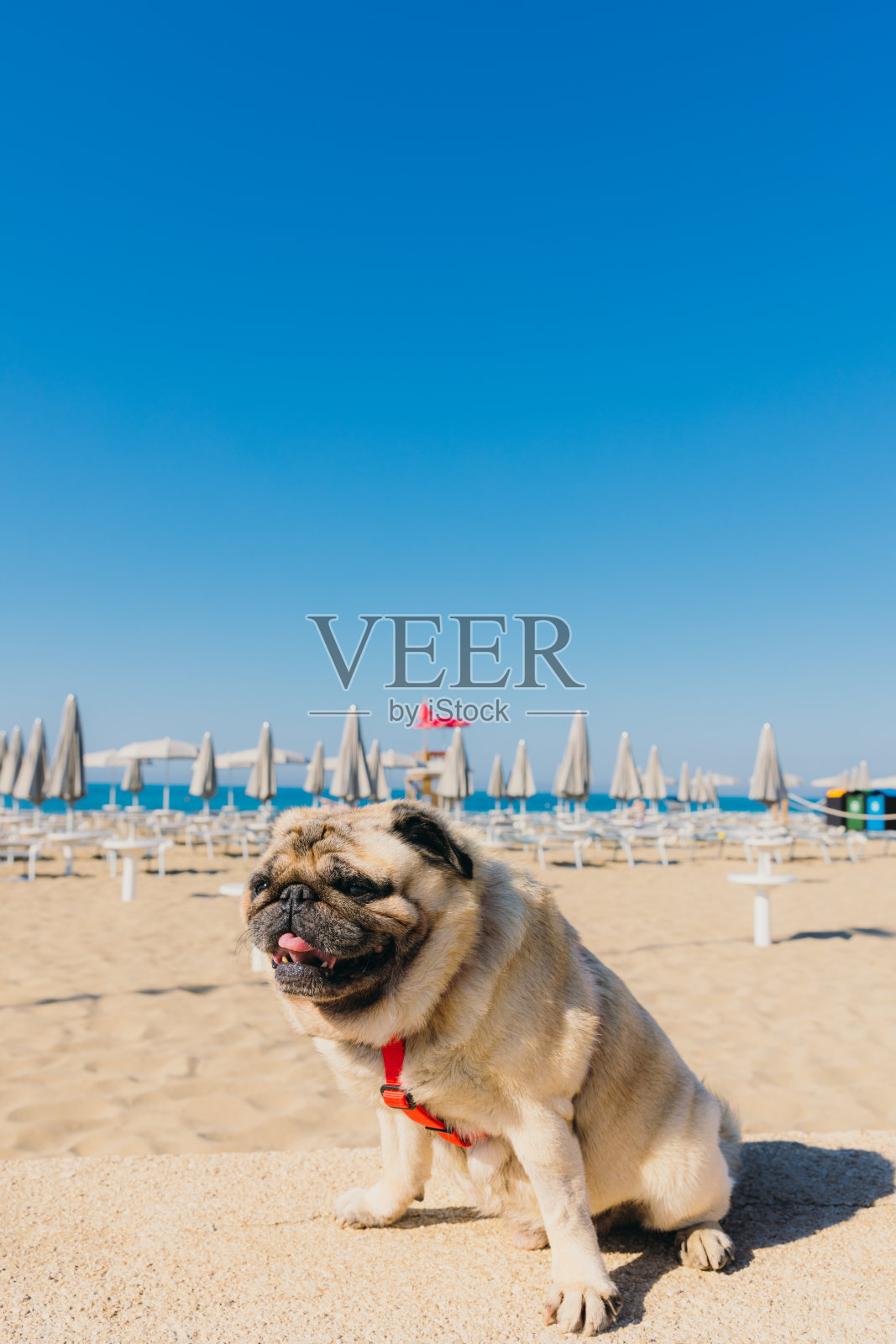 意大利普利亚海滩上伸出舌头的狗的肖像照片摄影图片