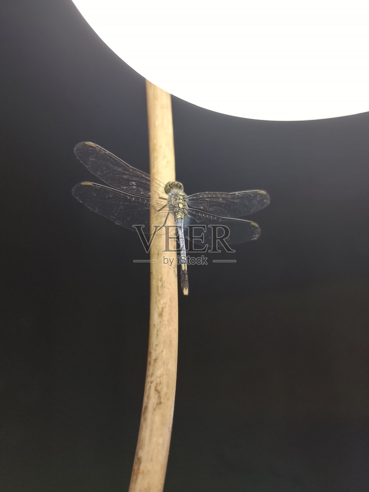 蜻蜓照片摄影图片