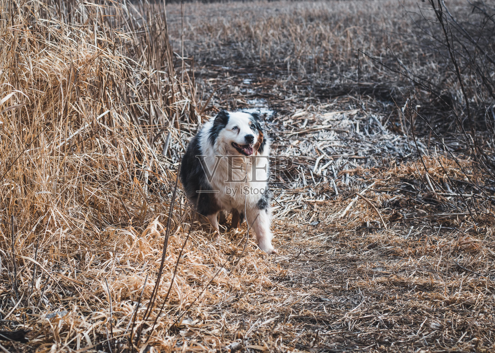洛克希的世界照片摄影图片