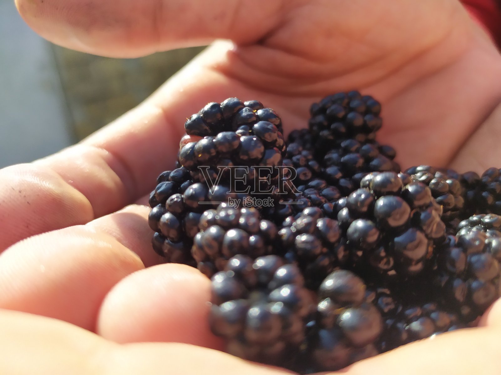 黑莓在手照片摄影图片