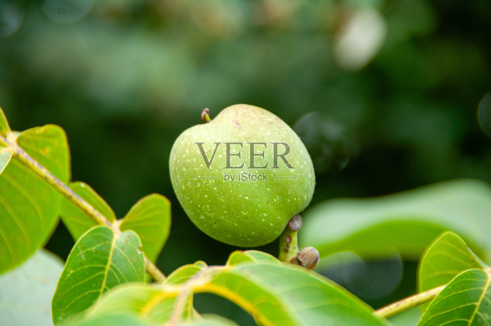 树上长苹果照片摄影图片