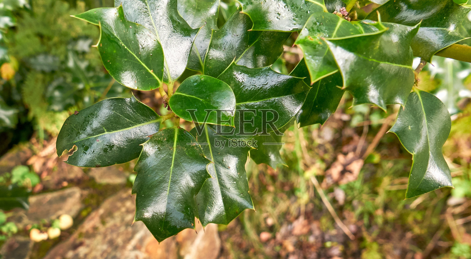 树枝与山楂叶在自然背景的宏观。照片摄影图片