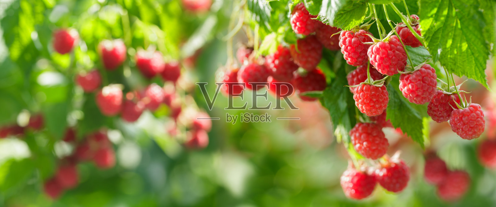 成熟的树莓挂在花园里的灌木上，正值收获季节照片摄影图片