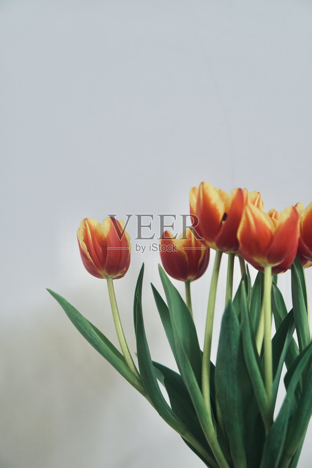 红色郁金香照片摄影图片