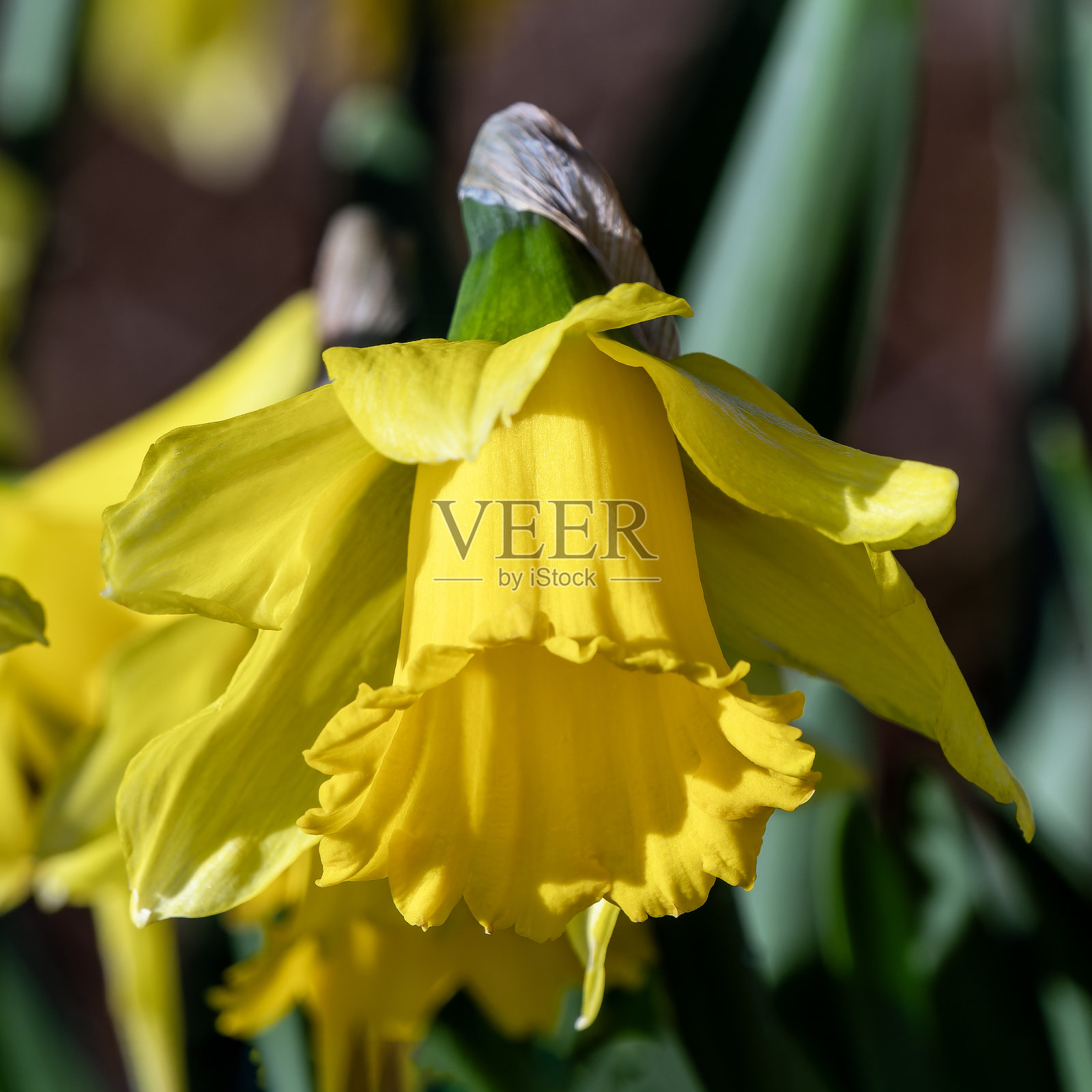 水仙(水仙)“早期的感觉”照片摄影图片