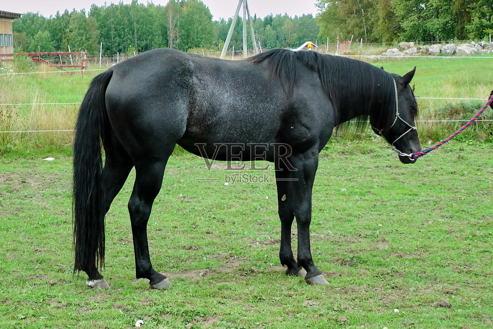 美丽的美国四分之一马黑色种马在草地上夏天在瑞典斯卡堡照片摄影图片